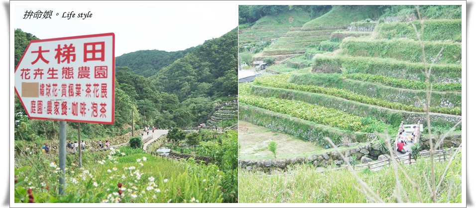 1050529陽明山擎天崗竹子湖大梯田14.jpg