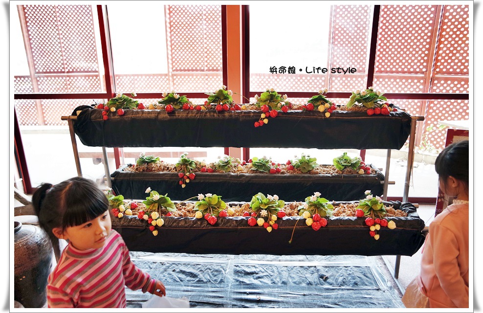 苗栗 大湖草莓7.jpg