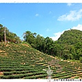 石碇千島湖.順益茗茶by小雪兒1020929IMG_8680.JPG