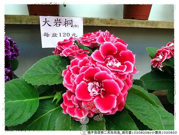 親子旅遊第二天杉林溪_藥花園1020820By小雪兒1020820IMG_2433.JPG