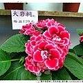 親子旅遊第二天杉林溪_藥花園1020820By小雪兒1020820IMG_2433.JPG