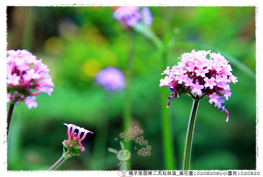 親子旅遊第二天杉林溪_藥花園1020820By小雪兒1020820IMG_6379.JPG