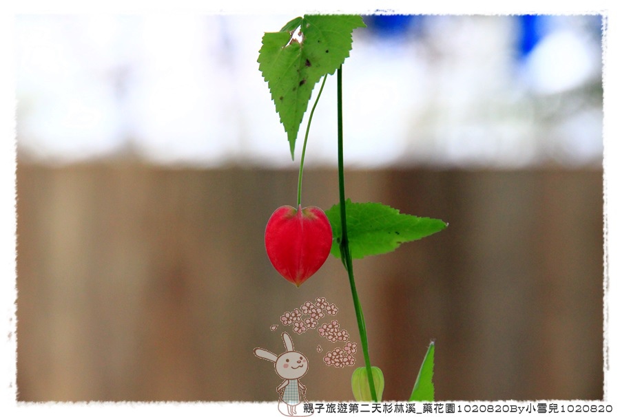 親子旅遊第二天杉林溪_藥花園1020820By小雪兒1020820IMG_6403.JPG