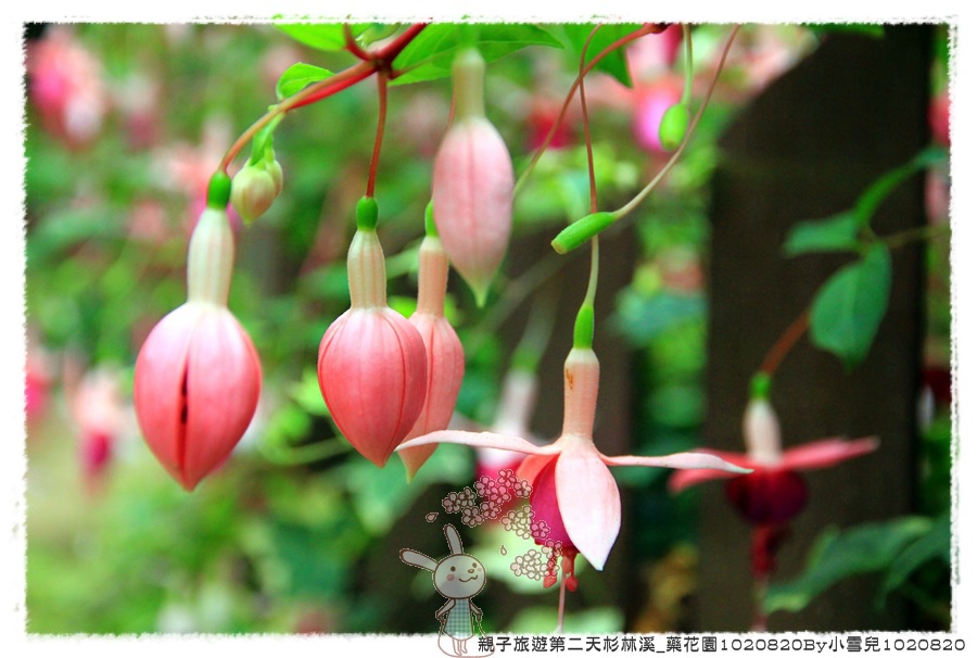 親子旅遊第二天杉林溪_藥花園1020820By小雪兒1020820IMG_6408.JPG