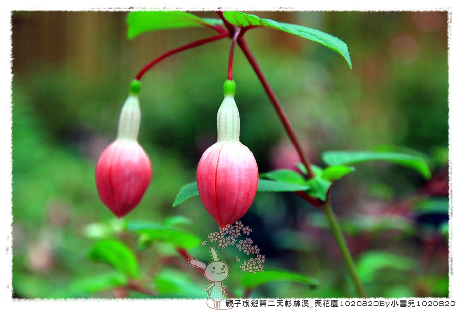 親子旅遊第二天杉林溪_藥花園1020820By小雪兒1020820IMG_6409.JPG