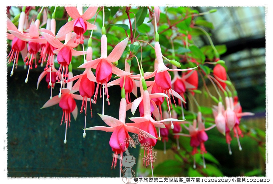 親子旅遊第二天杉林溪_藥花園1020820By小雪兒1020820IMG_6413.JPG