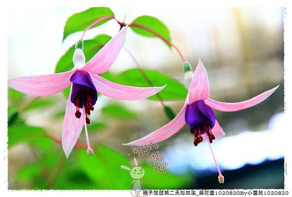 親子旅遊第二天杉林溪_藥花園1020820By小雪兒1020820IMG_6422.JPG