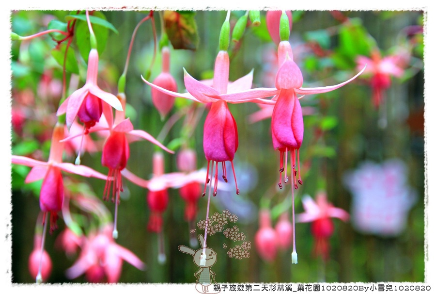 親子旅遊第二天杉林溪_藥花園1020820By小雪兒1020820IMG_6423.JPG