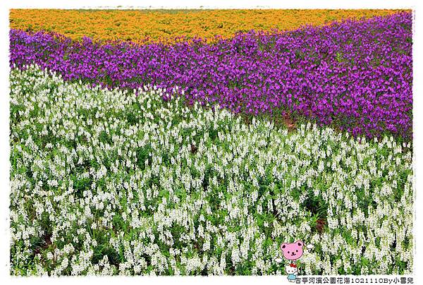 古亭河濱公園花海1021110By小雪兒IMG_0351.JPG