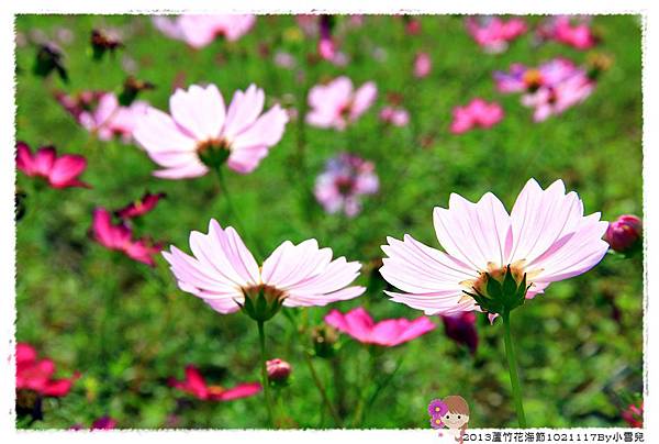 2013蘆竹花海節1021117By小雪兒IMG_0591.JPG