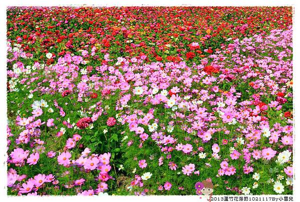2013蘆竹花海節下1021117By小雪兒IMG_0670.JPG