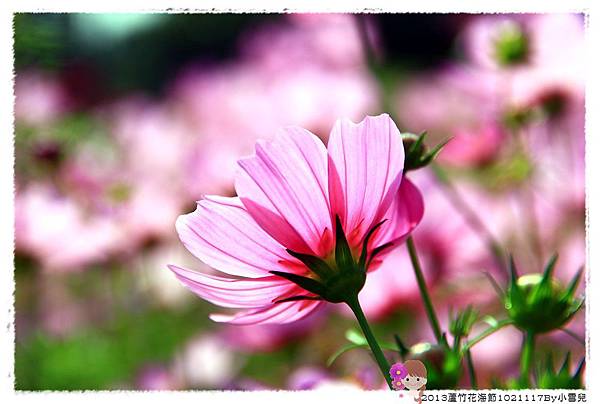 2013蘆竹花海節下1021117By小雪兒IMG_0674.JPG