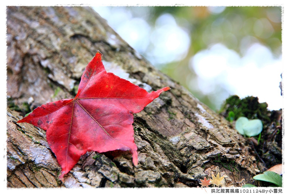 拱北殿賞楓趣1021124By小雪兒IMG_0978.JPG