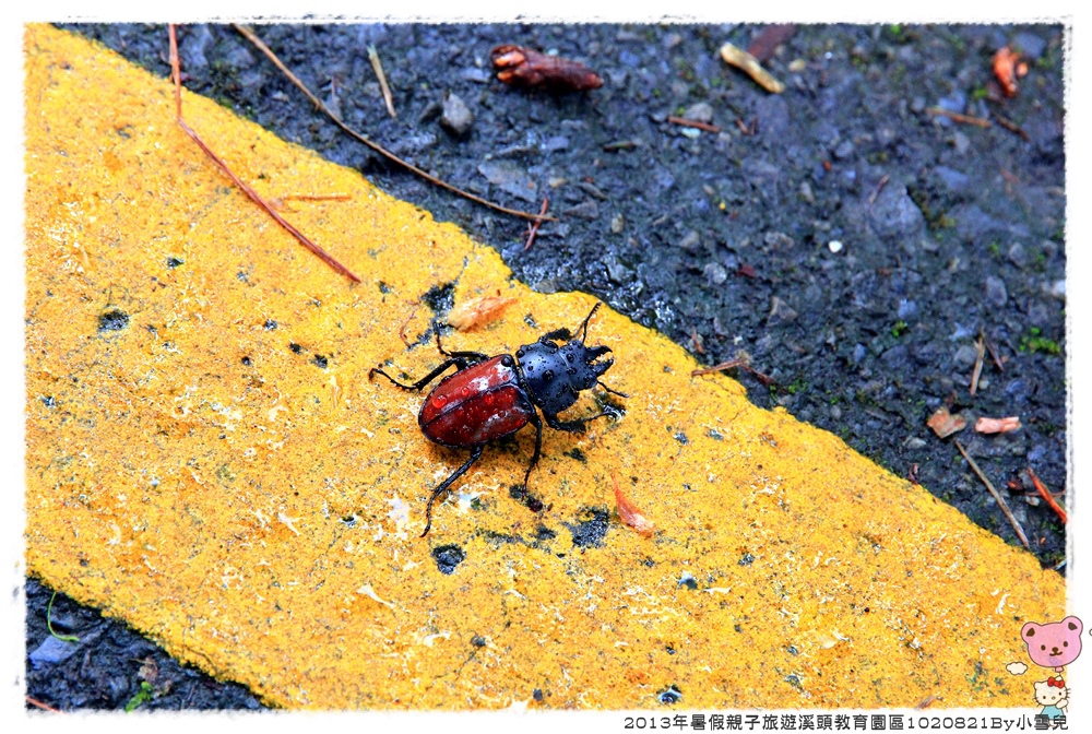 2013年暑假溪頭園區1020821By小雪兒IMG_6732.JPG