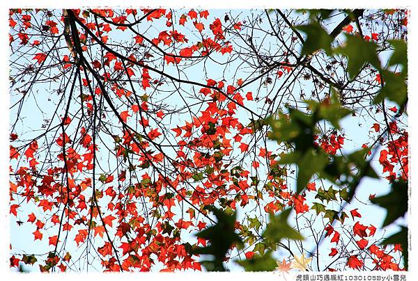 虎頭山巧遇楓紅1030105By小雪兒IMG_2356.JPG
