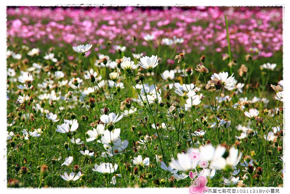 小木屋七彩花田1021121By小雪兒IMG_0889.JPG