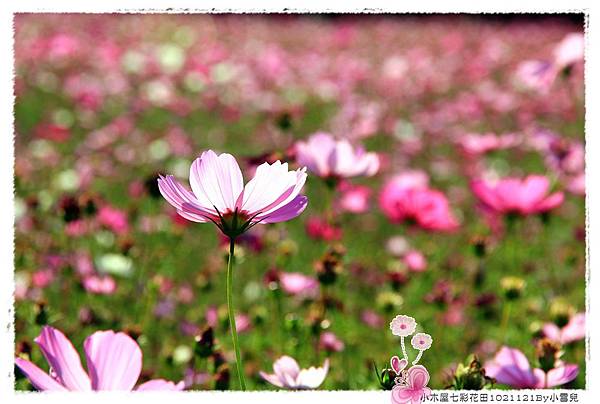 小木屋七彩花田1021121By小雪兒IMG_0894.JPG