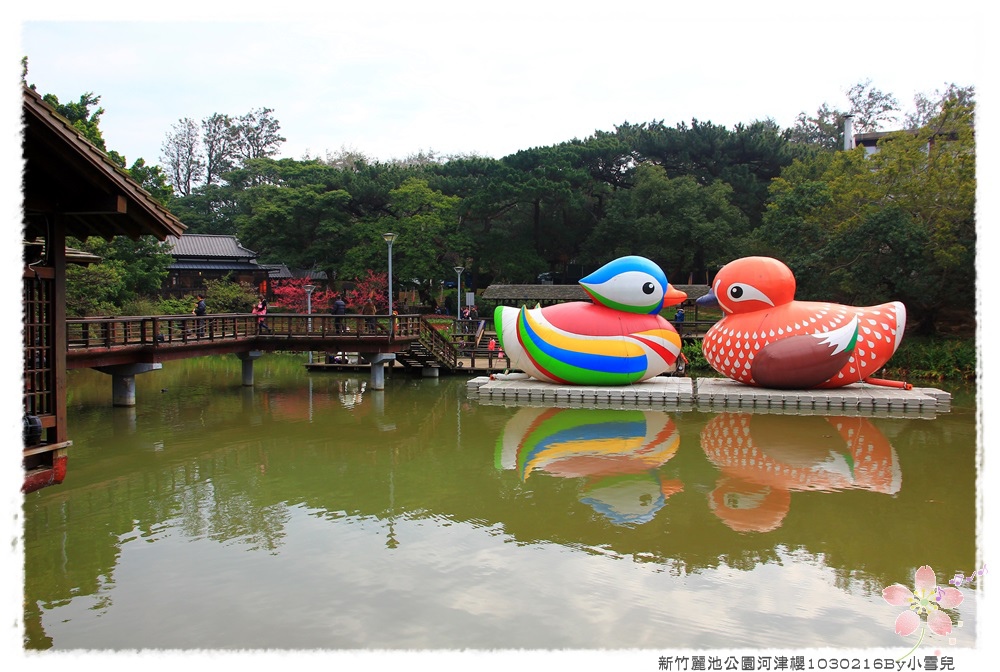 新竹麗池公園河津櫻1030216By小雪兒IMG_3485.JPG