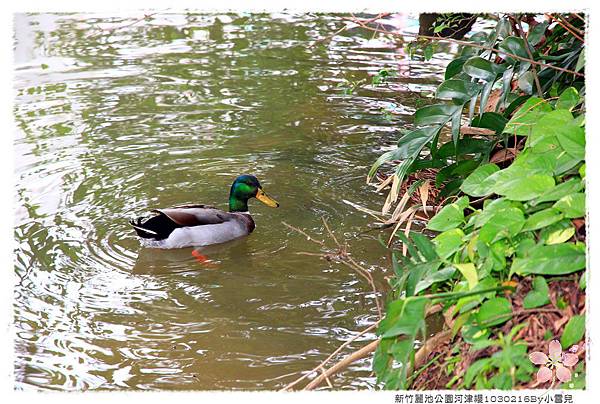 新竹麗池公園河津櫻1030216By小雪兒IMG_3515.JPG