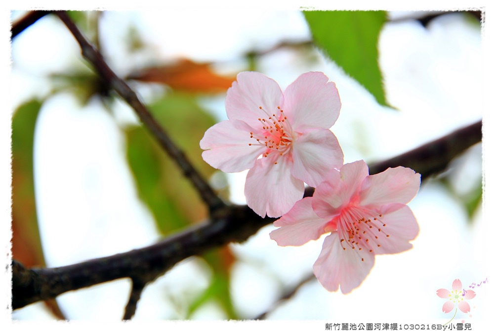 新竹麗池公園河津櫻1030216By小雪兒IMG_3563.JPG