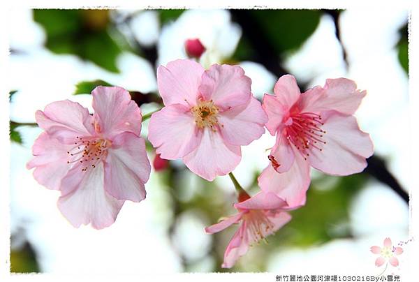 新竹麗池公園河津櫻1030216By小雪兒IMG_3568.JPG