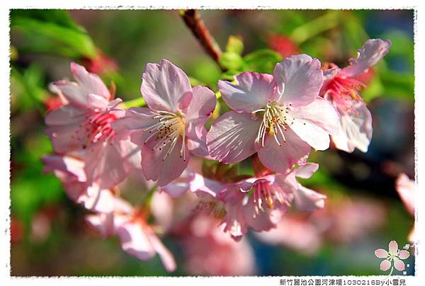 新竹麗池公園河津櫻1030216By小雪兒IMG_3614.JPG