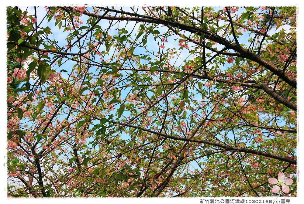 新竹麗池公園河津櫻1030216By小雪兒IMG_3634.JPG