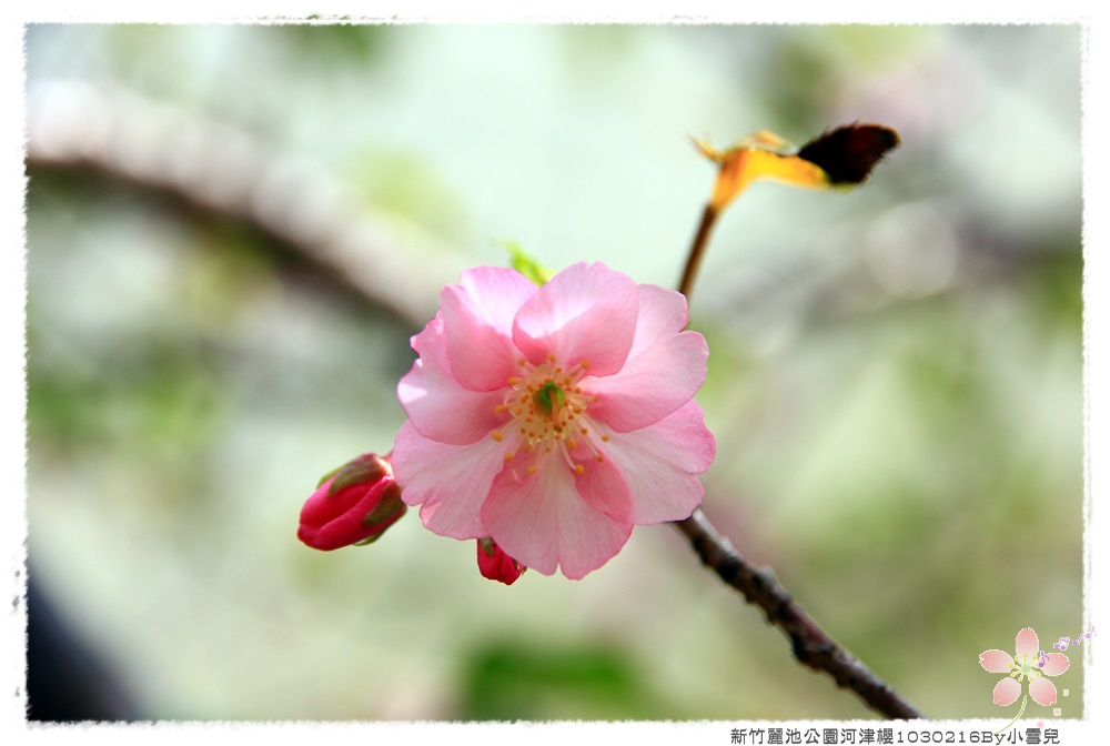 新竹麗池公園河津櫻1030216By小雪兒IMG_3641.JPG