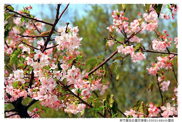 新竹麗池公園河津櫻1030216By小雪兒IMG_3652.JPG