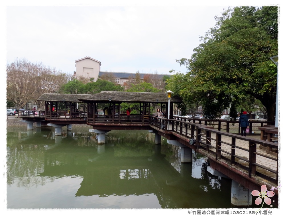 新竹麗池公園河津櫻1030216By小雪兒IMG_7128.JPG