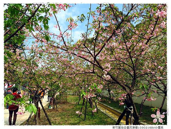 新竹麗池公園河津櫻1030216By小雪兒IMG_7245.JPG