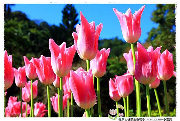 桃源仙谷鬱金香花季1030223By小雪兒IMG_3854.JPG