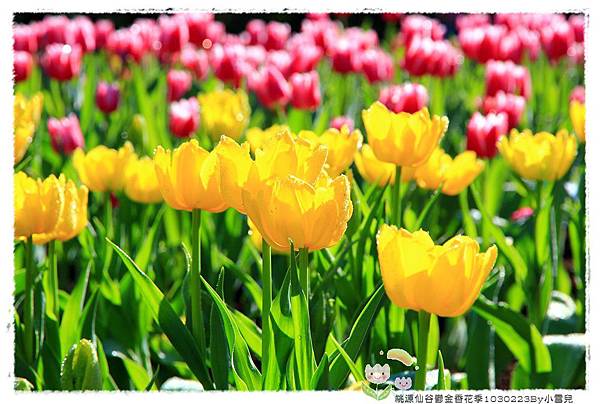 桃源仙谷鬱金香花季1030223By小雪兒IMG_3862.JPG