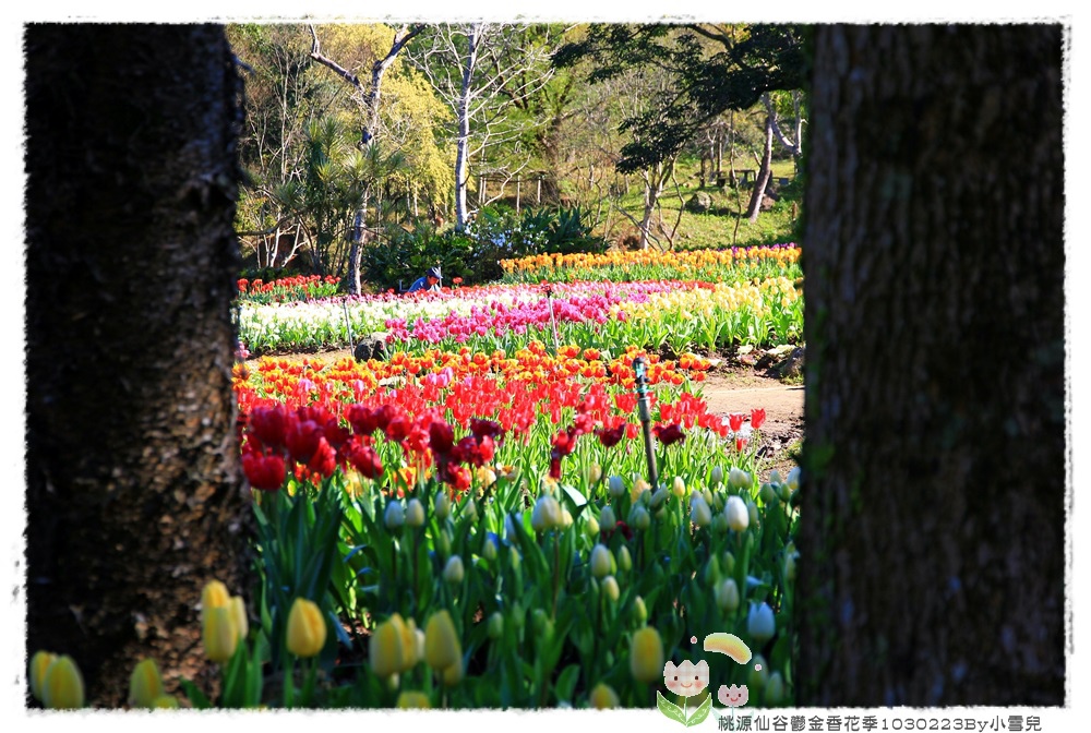 桃源仙谷鬱金香花季1030223By小雪兒IMG_3912.JPG