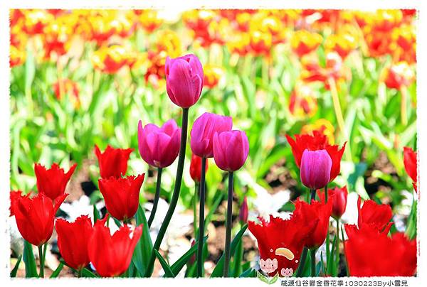 桃源仙谷鬱金香花季1030223By小雪兒IMG_4007.JPG