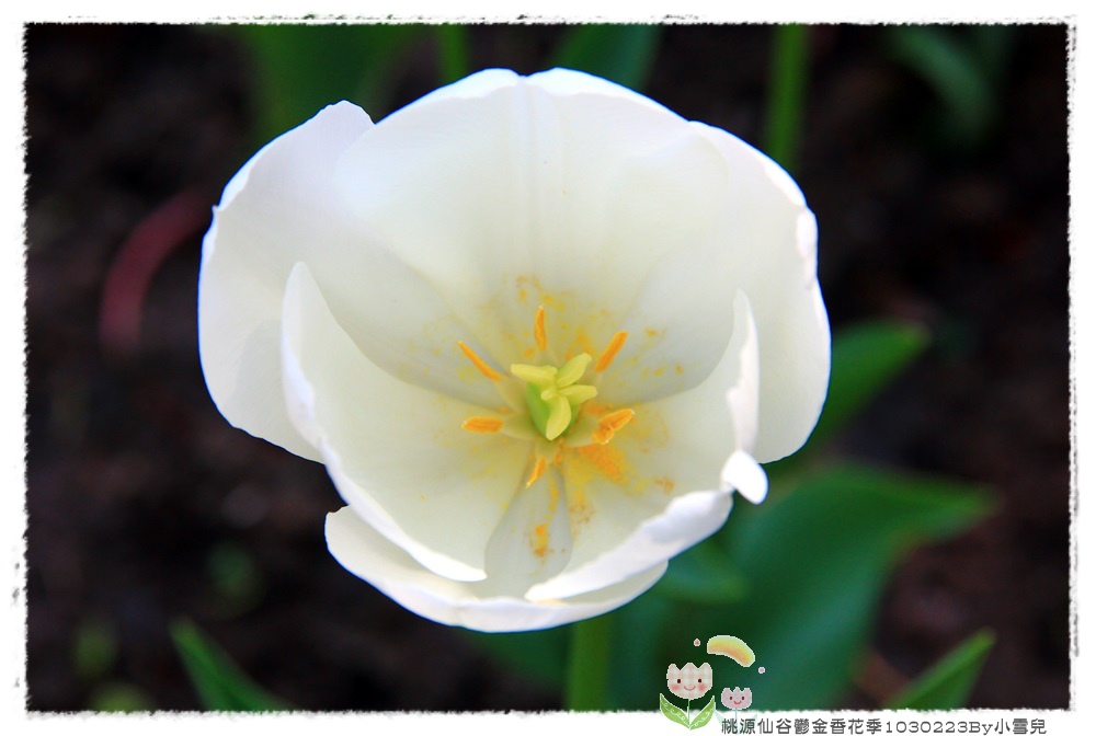 桃源仙谷鬱金香花季1030223By小雪兒IMG_4187.JPG