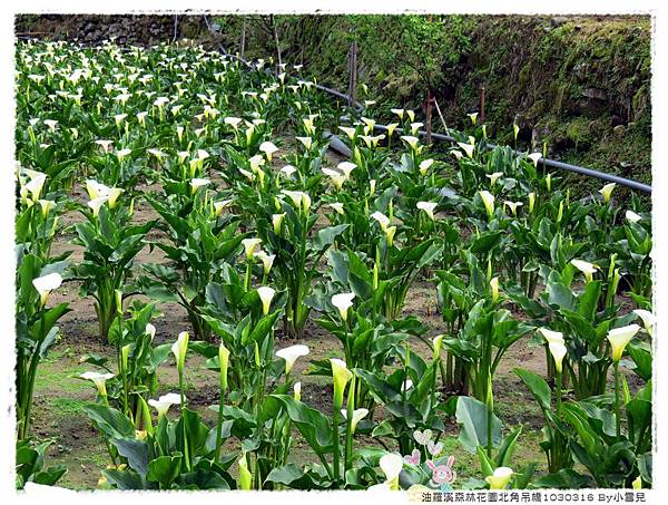 油羅溪森林花園北角吊橋1030316 By小雪兒IMG_7839.JPG