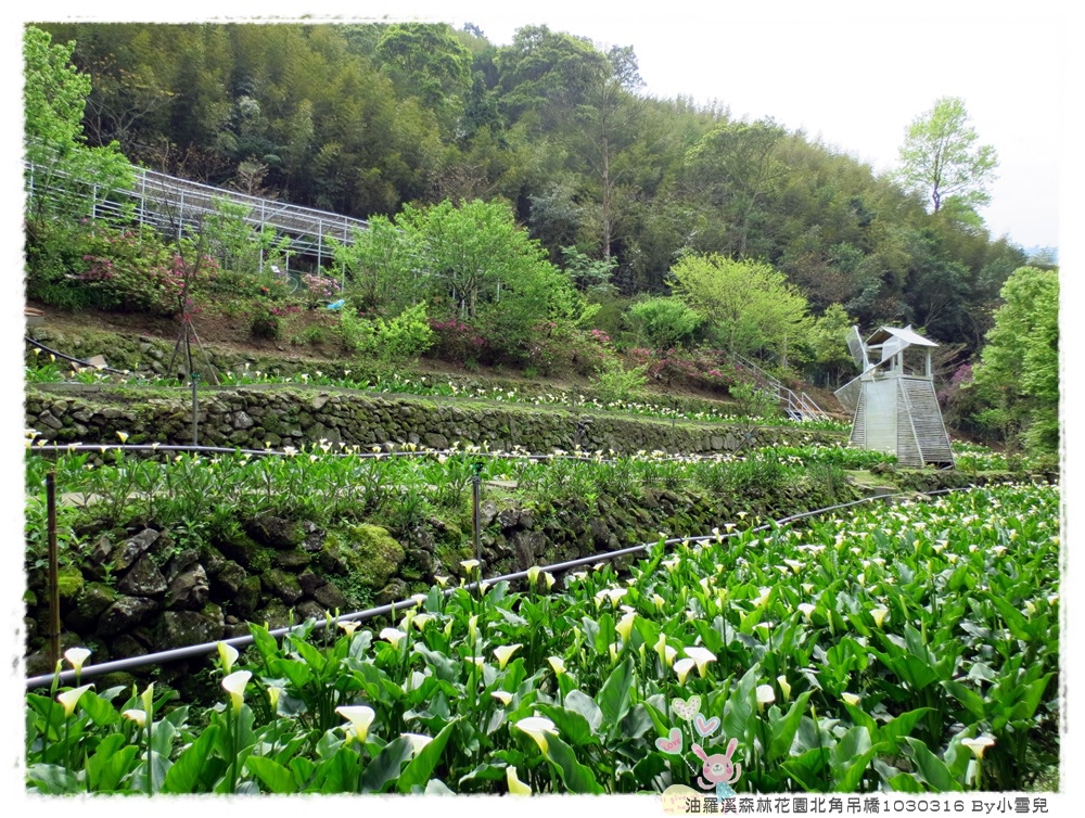 油羅溪森林花園北角吊橋1030316 By小雪兒IMG_7861.JPG