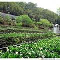 油羅溪森林花園北角吊橋1030316 By小雪兒IMG_7861.JPG