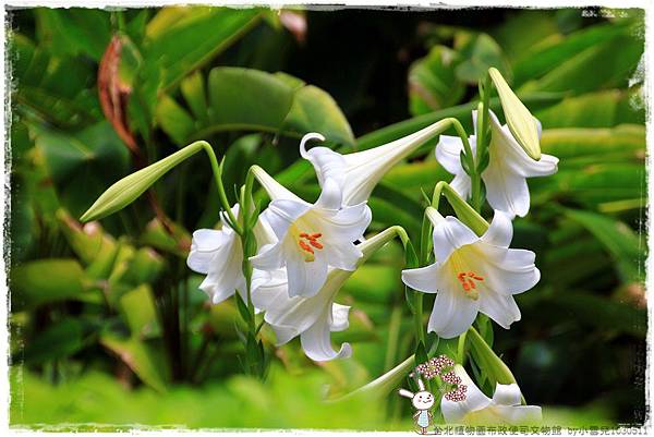 台北植物園布政使司文物館 by小雪兒1030511IMG_6946.JPG