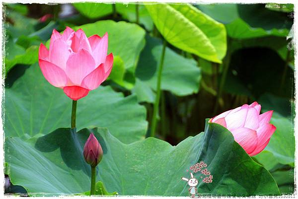 台北植物園布政使司文物館 by小雪兒1030511IMG_7004.JPG