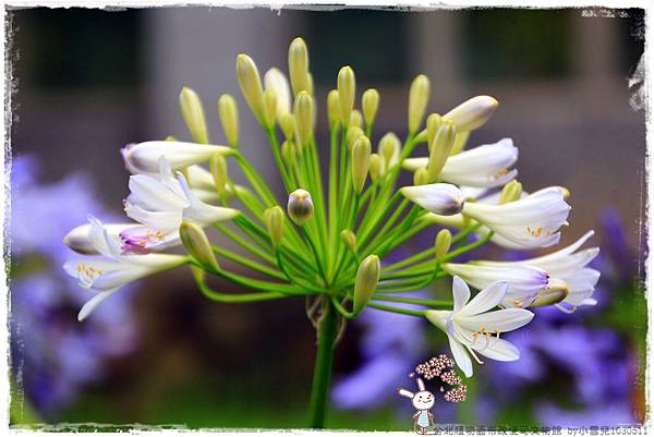 台北植物園布政使司文物館 by小雪兒1030511IMG_7120.JPG