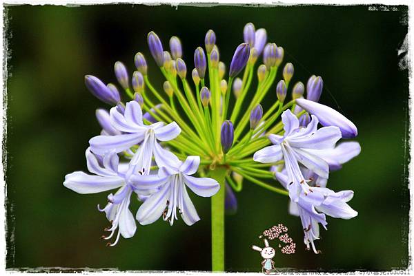 台北植物園布政使司文物館 by小雪兒1030511IMG_7122.JPG