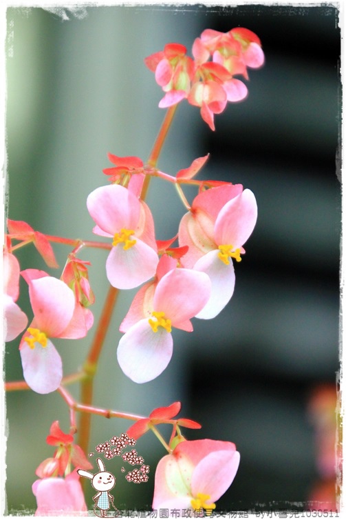 台北植物園布政使司文物館 by小雪兒1030511IMG_7127.JPG