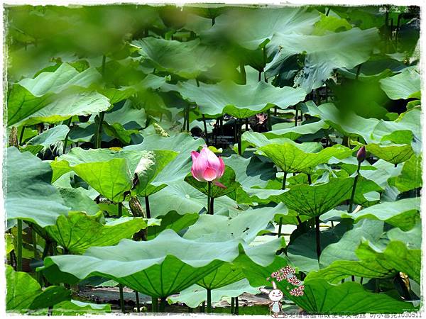 台北植物園布政使司文物館 by小雪兒1030511IMG_9201.JPG