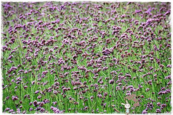 二訪青林農場 by小雪兒1030518IMG_7320.JPG