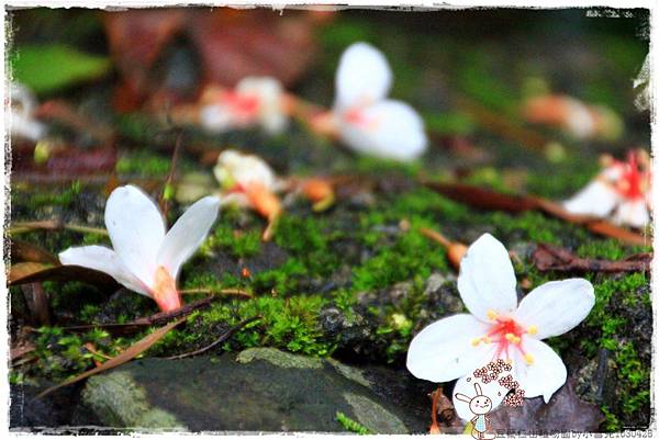 宜蘭仁山植物園by小雪兒1030426IMG_6168.JPG