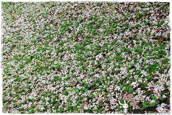 宜蘭仁山植物園by小雪兒1030426IMG_6191.JPG