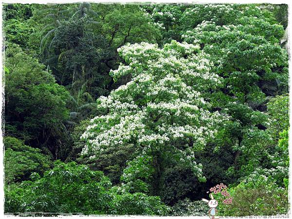 宜蘭仁山植物園by小雪兒1030426IMG_8584.JPG