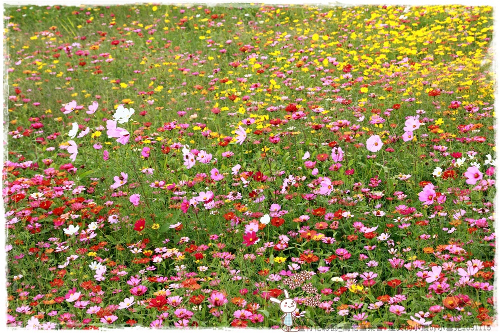 蘆竹花彩節.迷失的小熊by小雪兒1031115IMG_5361.JPG